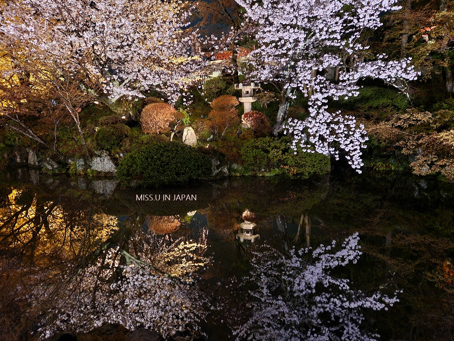 【日本關西】-京都櫻花季超推-超美浪漫夜櫻 清水寺-missutrip